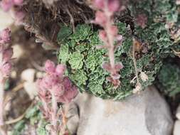 Sivun Saxifraga porophylla Bertol. kuva