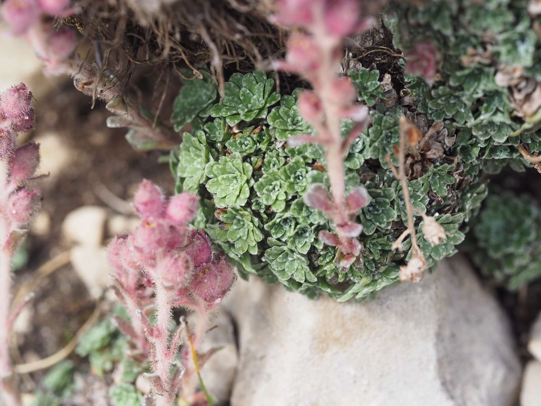 Sivun Saxifraga porophylla Bertol. kuva