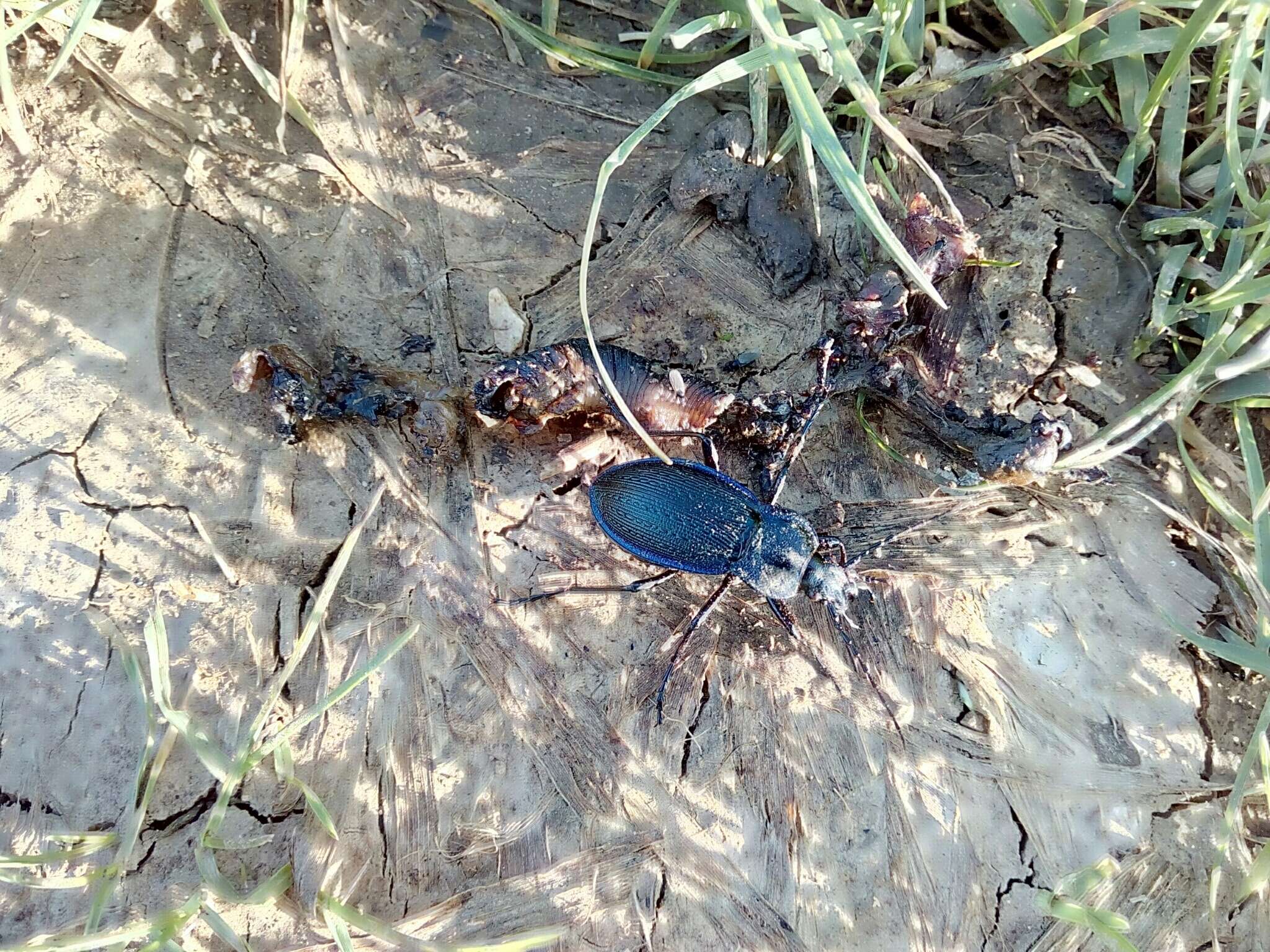 Image of Carabus (Eucarabus) catenulatus Scopoli 1763