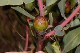 Plancia ëd Protea caffra subsp. gazensis (Beard) Chisumpa & Brummitt