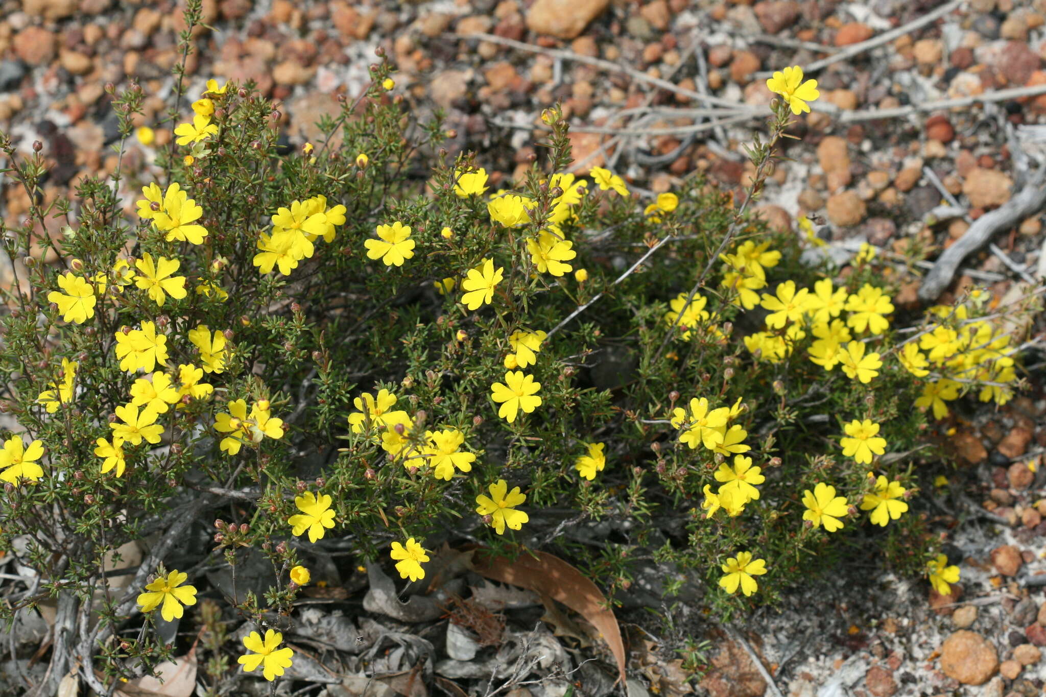 Image of Hibbertia gracilipes Benth.