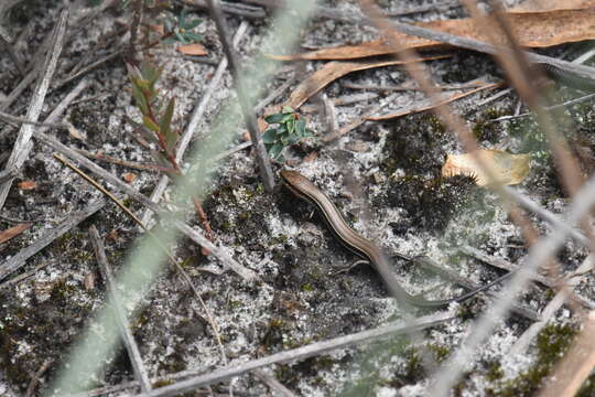 Image of Bold-striped Cool-skink