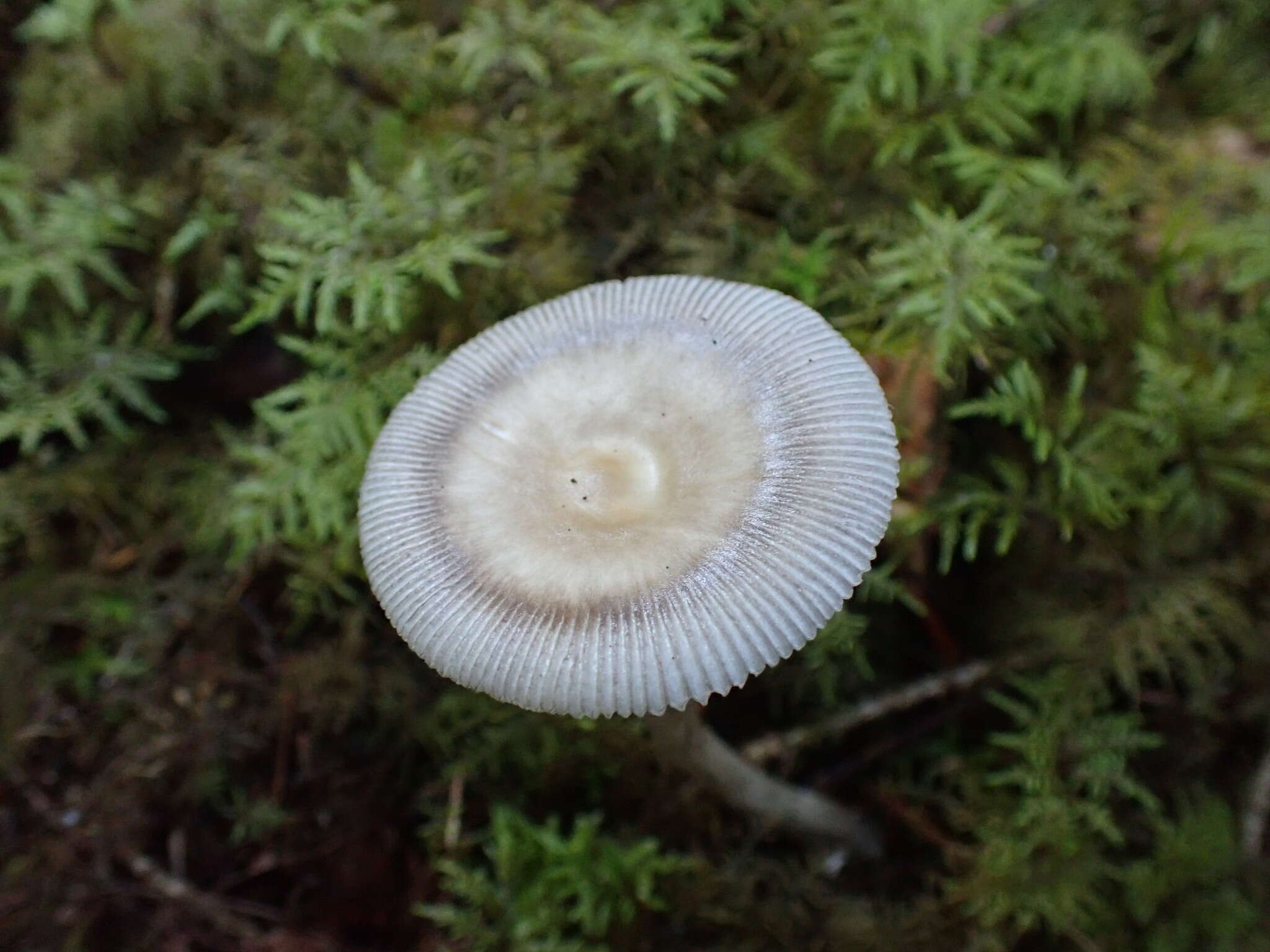 Image of Umber-zoned ringless amanita