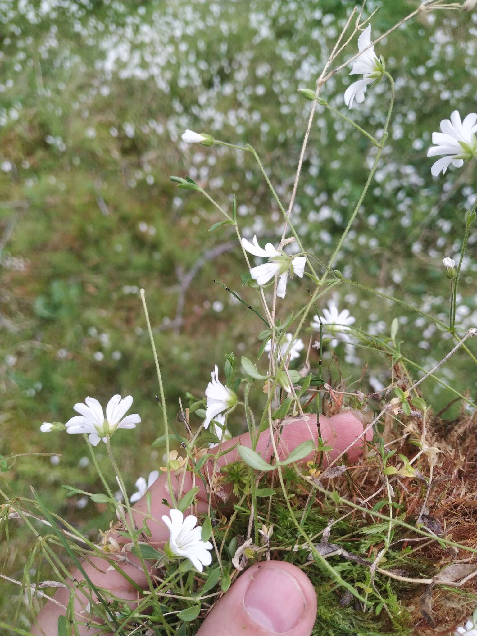 Image of Regel's chickweed