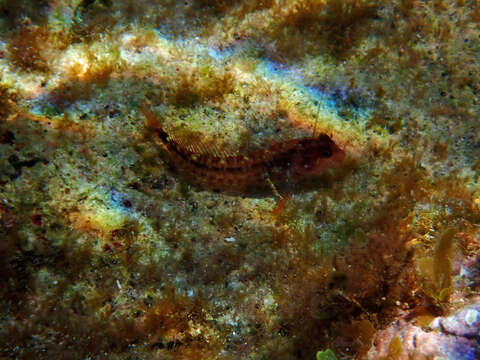 Image of Red Blenny