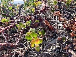 Sivun Arctostaphylos edmundsii Howell kuva