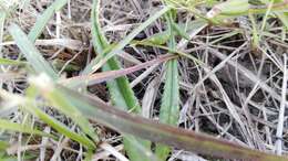 Image of <i>Gazania <i>linearis</i></i> subsp. linearis