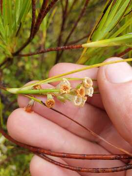 Sivun Dracophyllum longifolium var. cockayneanum (Du Rietz.) W. R. B. Oliver kuva