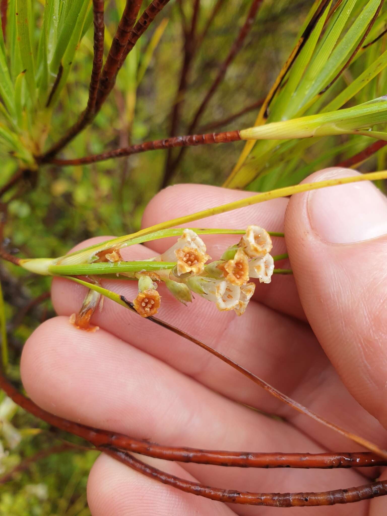 Image of Dracophyllum longifolium var. cockayneanum (Du Rietz.) W. R. B. Oliver