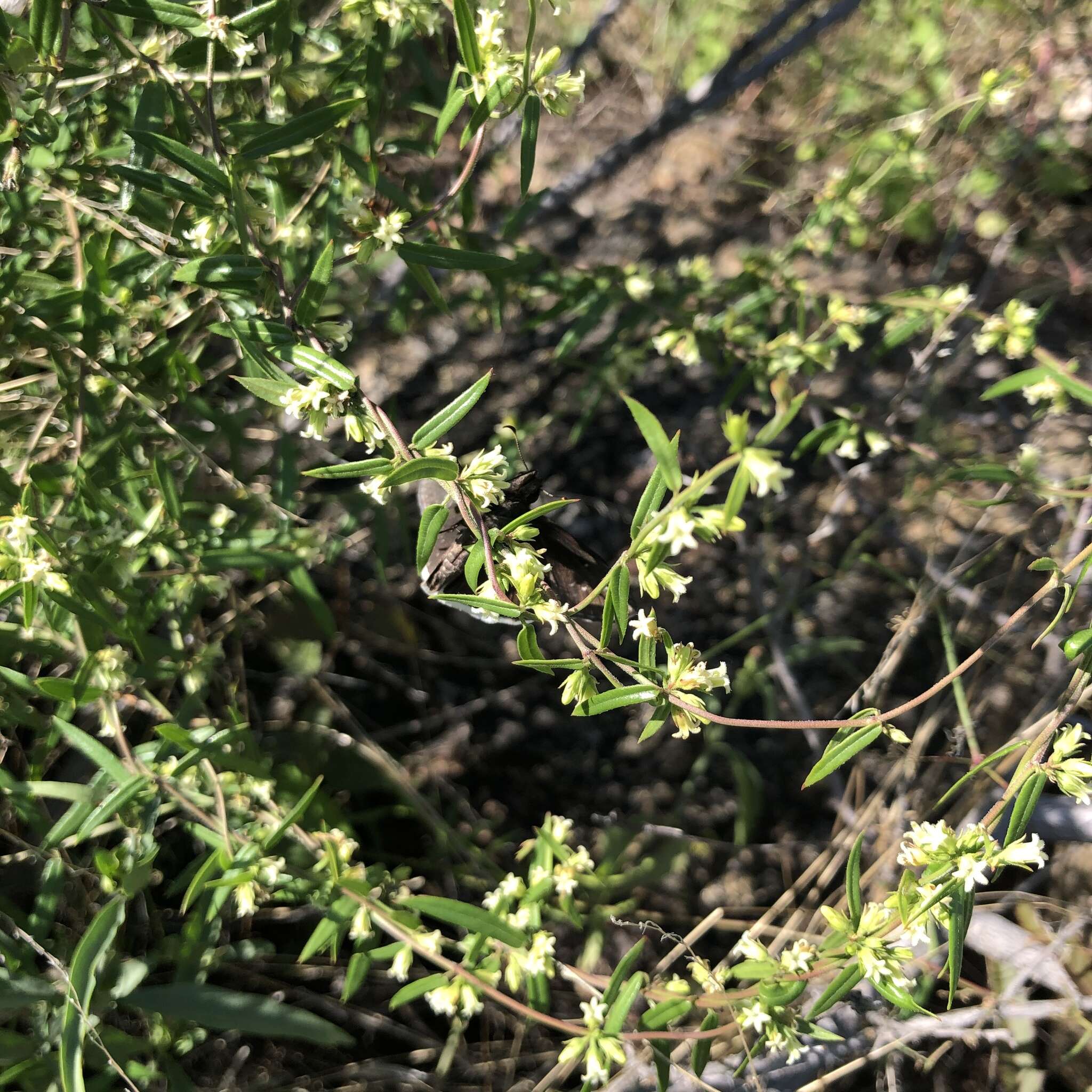 Image of Metastelma arizonicum A. Gray