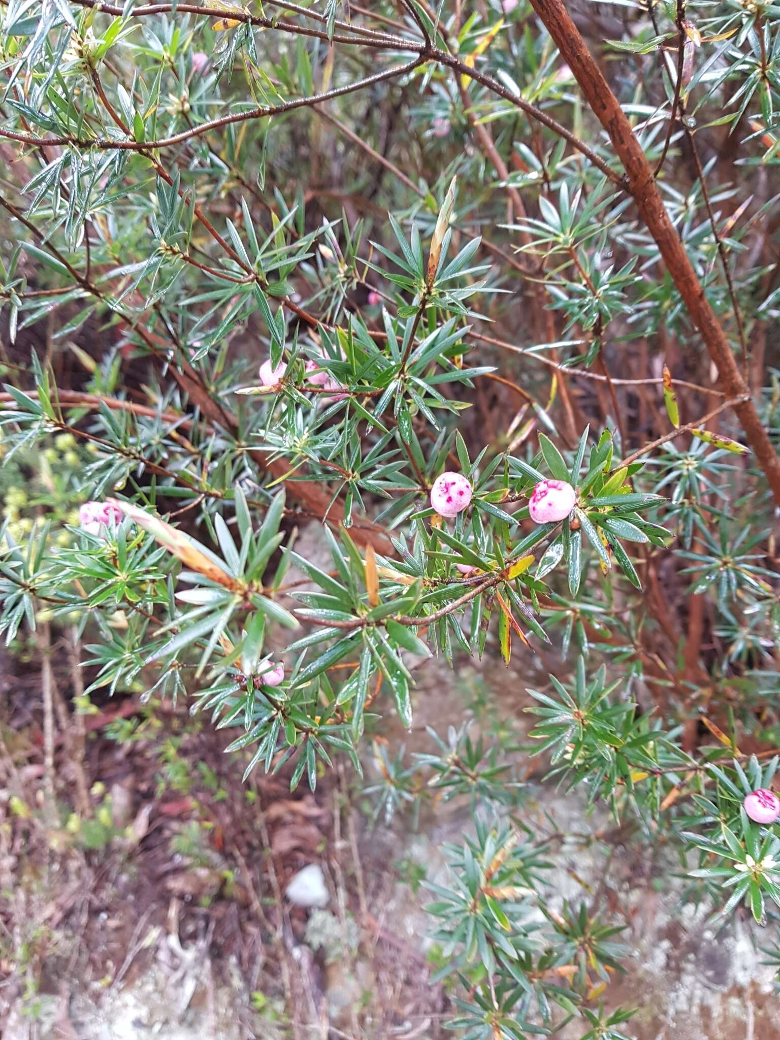 Слика од Cyathodes glauca Labill.