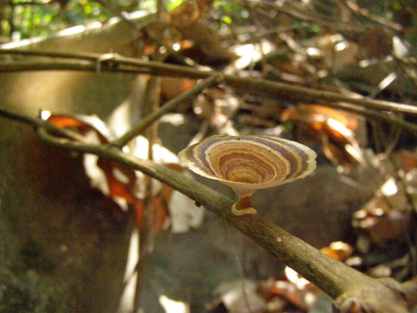 Microporus xanthopus (Fr.) Kuntze 1898 resmi