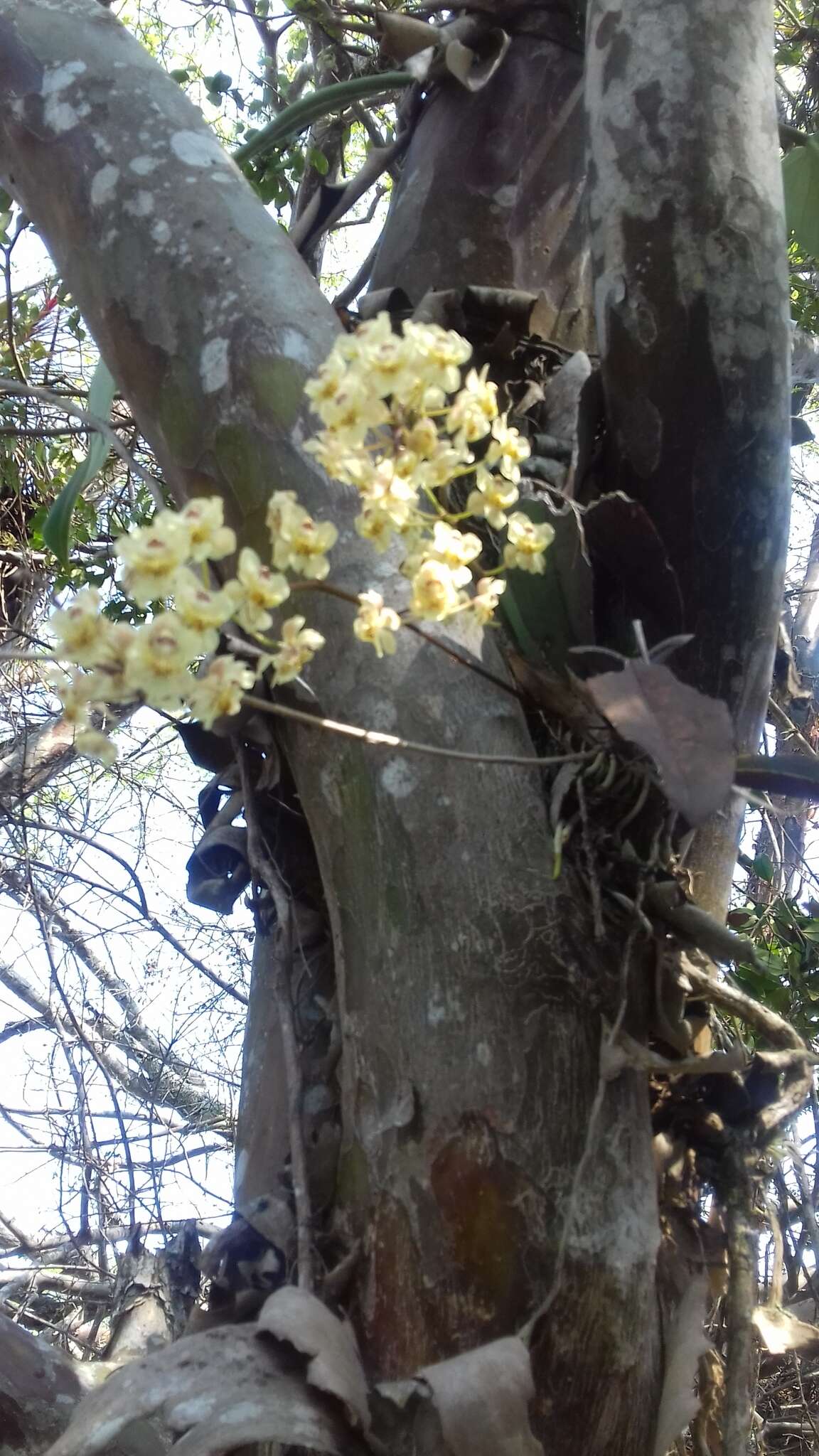 Слика од Trichocentrum stramineum (Bateman ex Lindl.) M. W. Chase & N. H. Williams