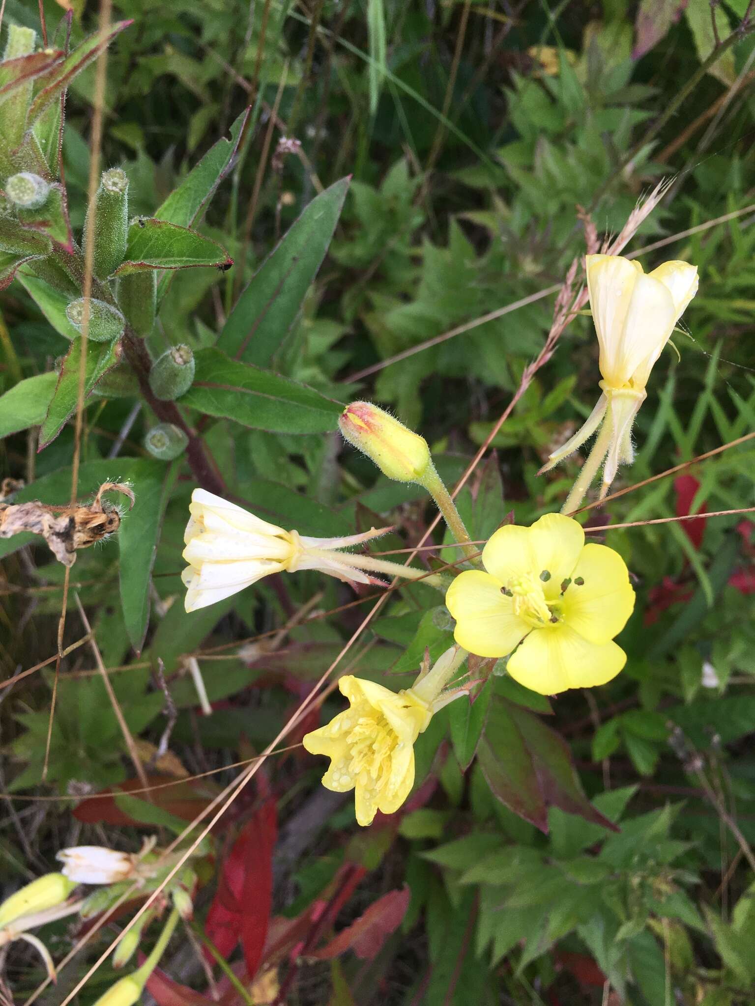 Plancia ëd Oenothera parviflora L.