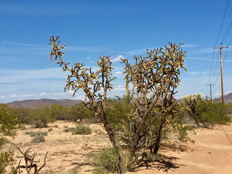 Image of Cylindropuntia imbricata subsp. spinosior