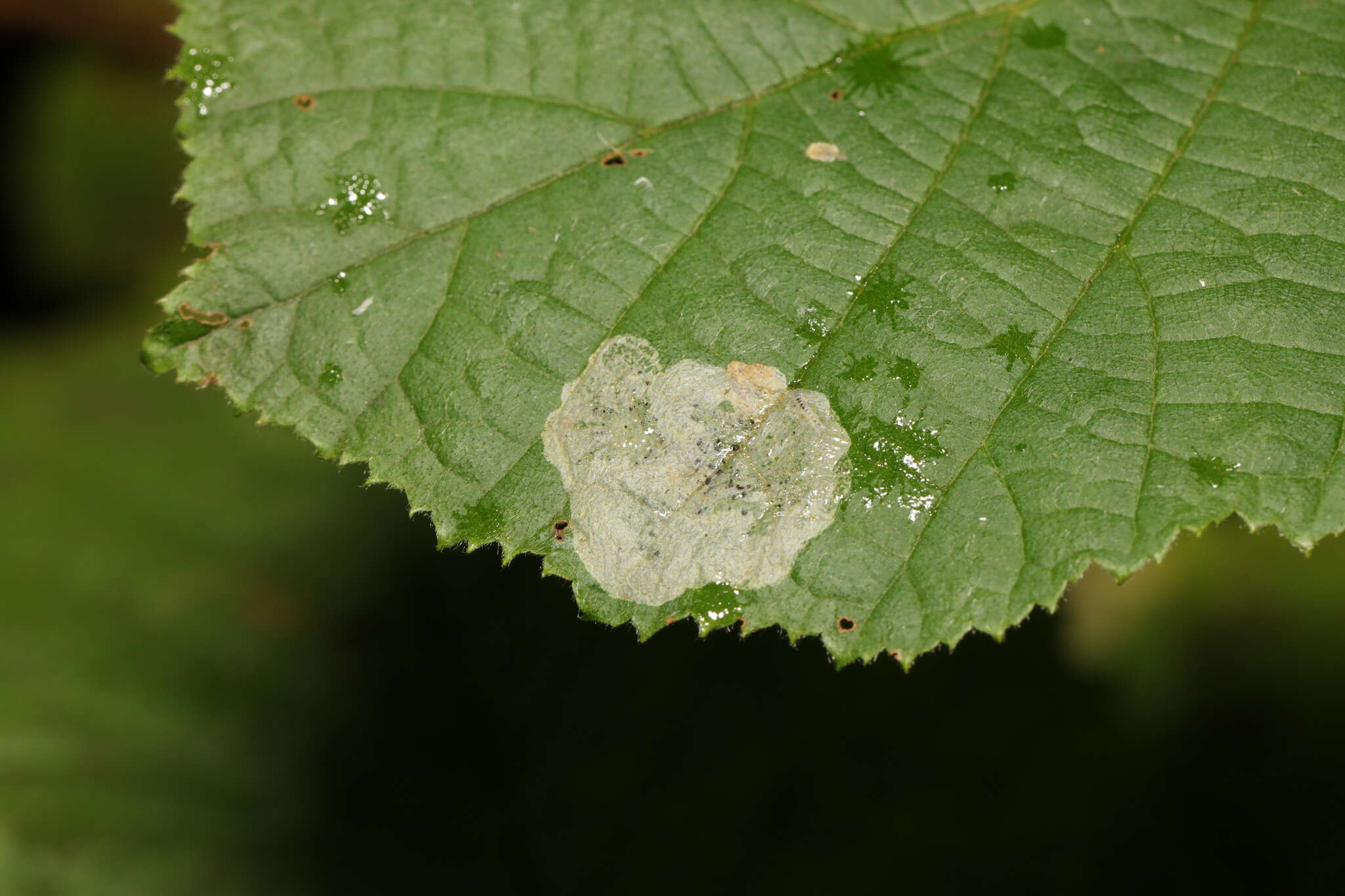 Image de Phyllonorycter coryli (Nicelli 1851)