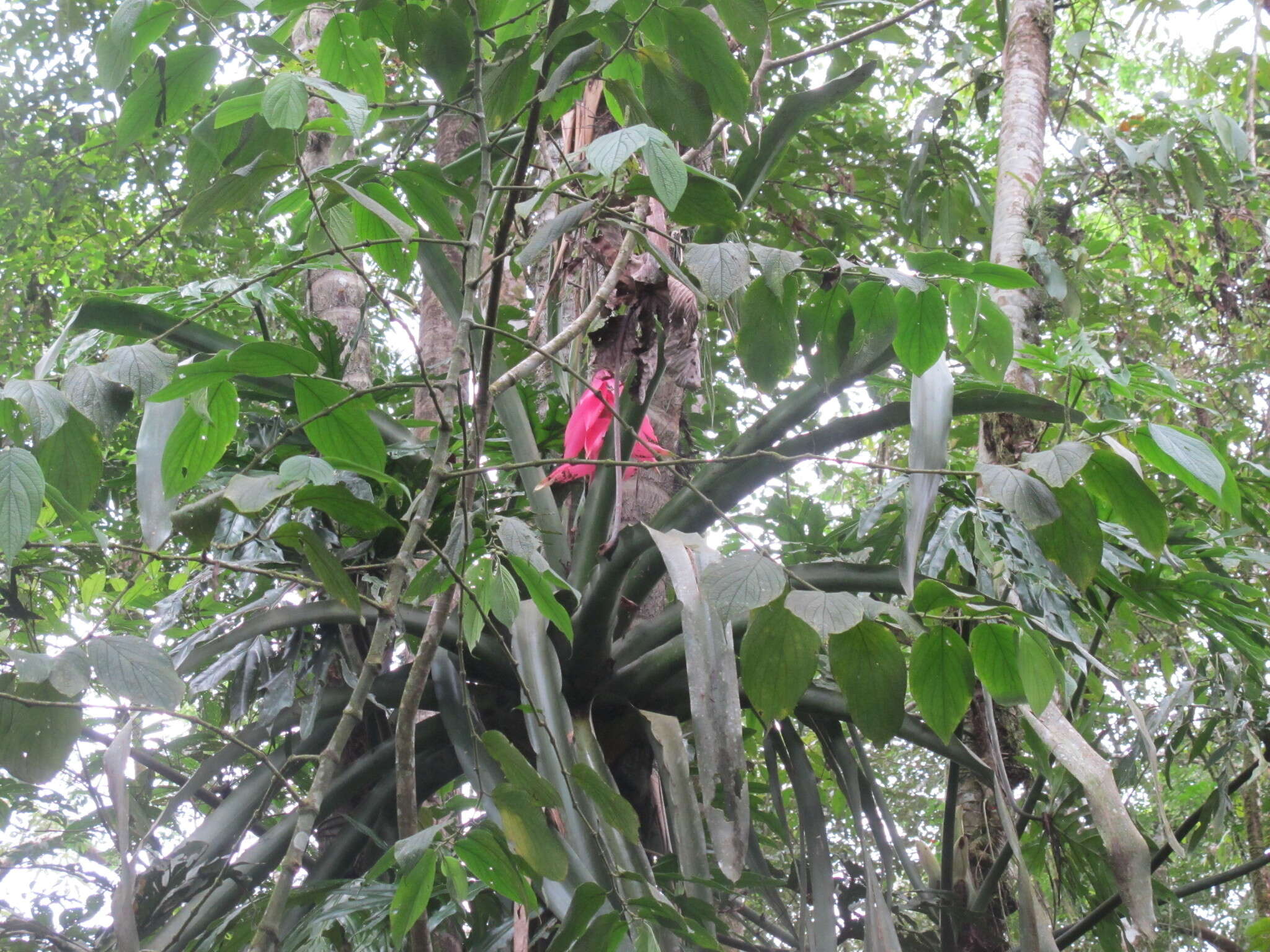 Image of Aechmea mariae-reginae H. Wendl.