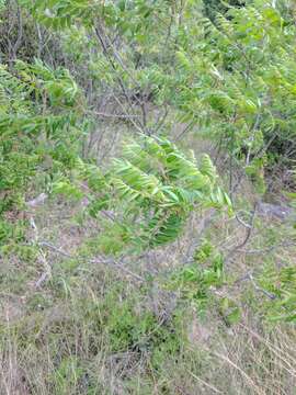 Image de Rhus lanceolata (Gray) Britt.