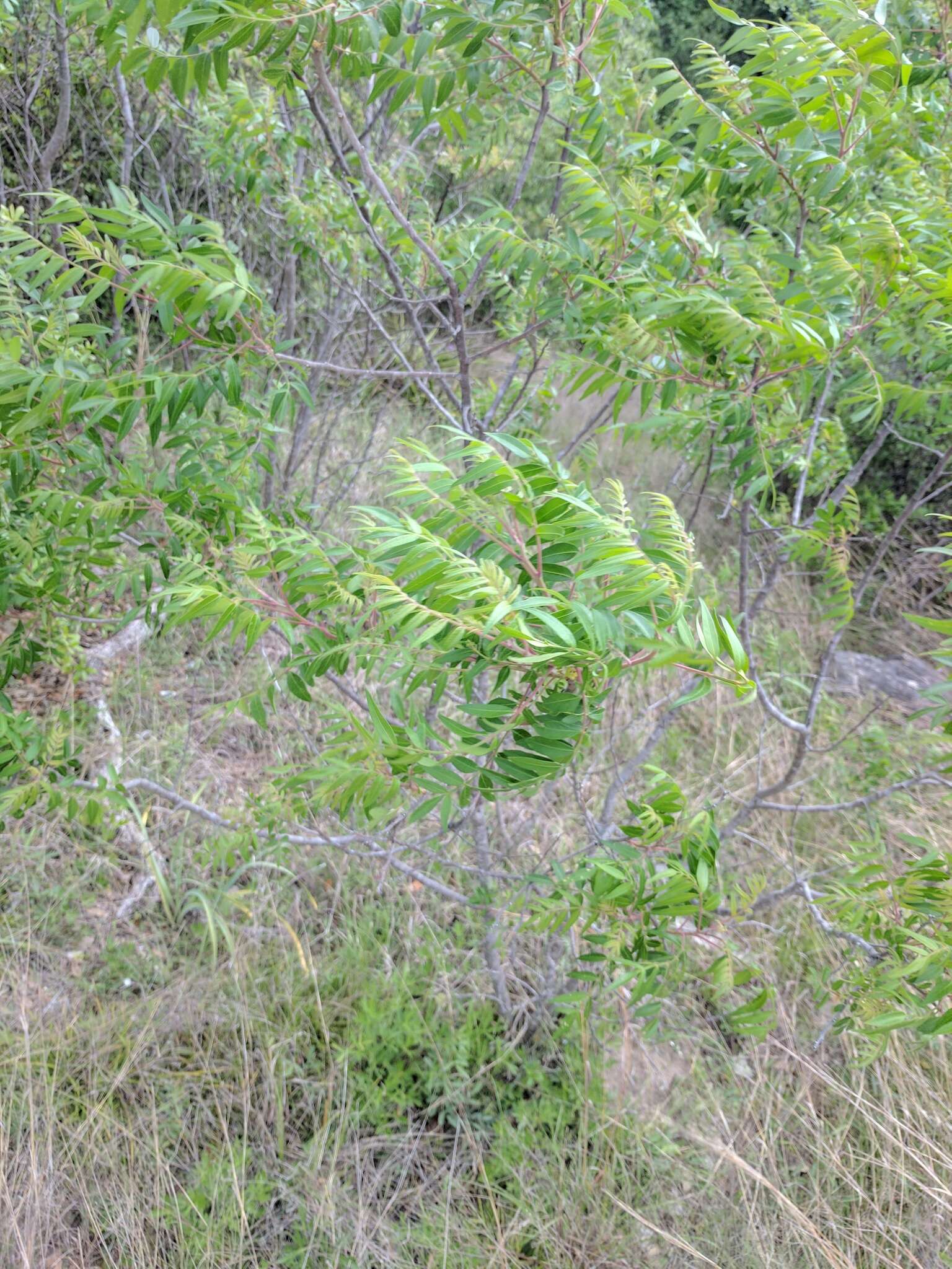 Слика од Rhus lanceolata (Gray) Britt.