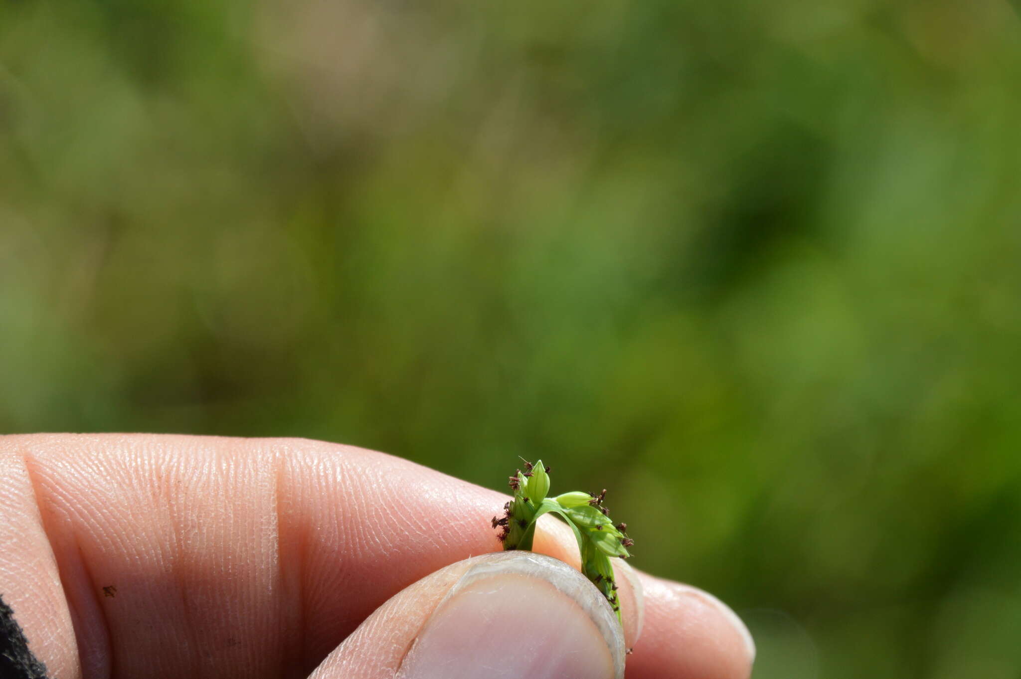 Image of Brook Crown Grass