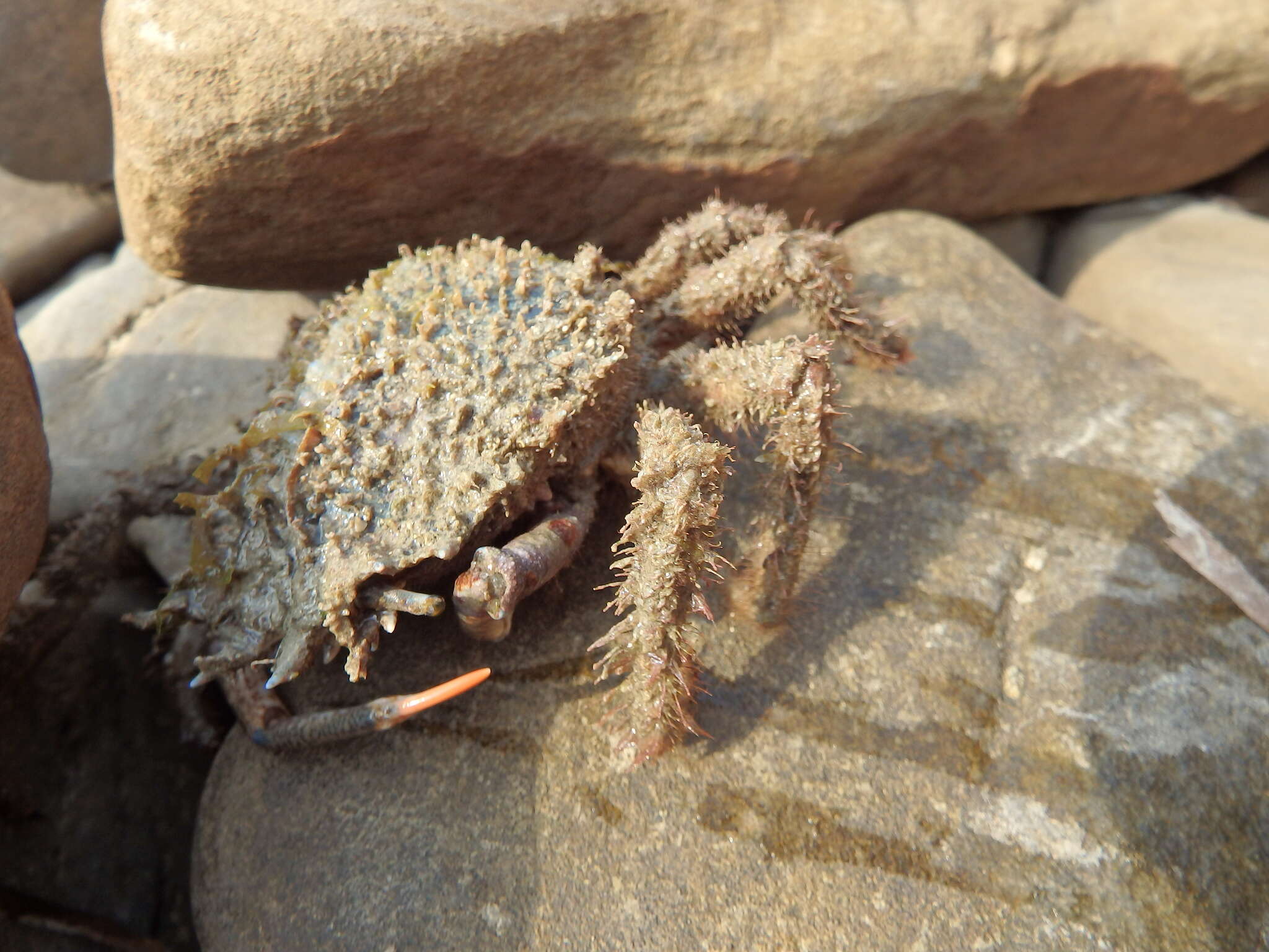 Image of lesser spider crab