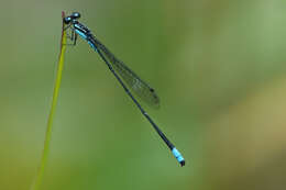 Image of Acanthagrion trilobatum Leonard 1977