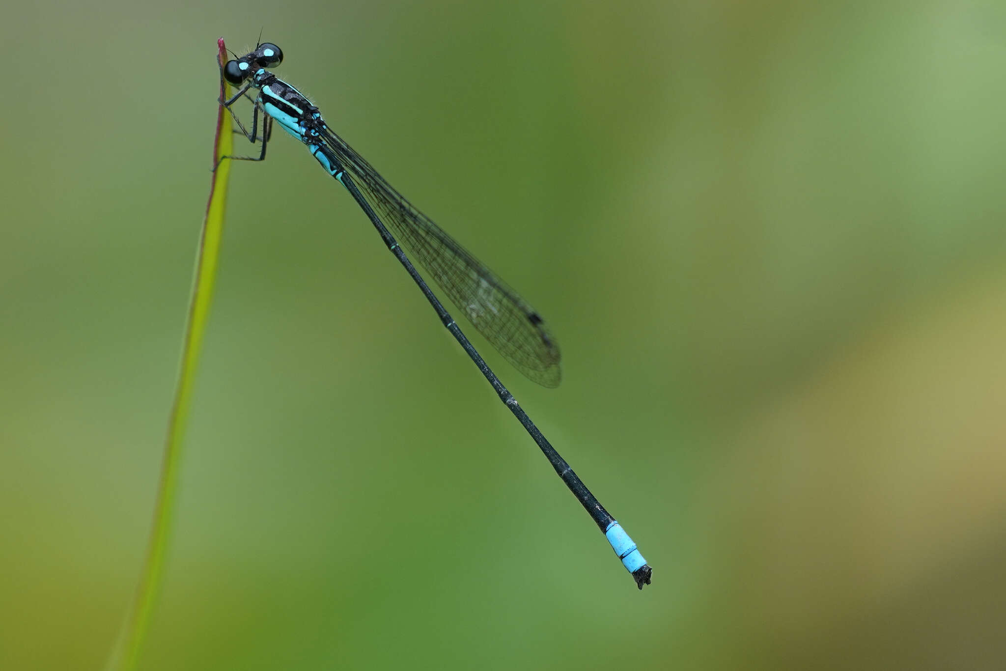 Sivun Acanthagrion trilobatum Leonard 1977 kuva