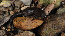 Image of Korean small salamander; Kkoma-Dorongnyong (Korean)