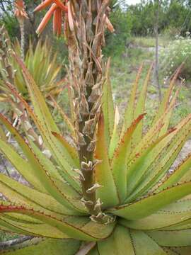 Image of Aloe lineata var. lineata