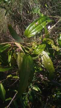 Image of Dioscorea analalavensis Jum. & H. Perrier