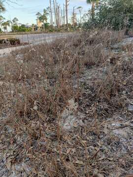 Image of gulf bluestem