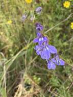 Image of Lobelia apalachicolensis D. D. Spauld., Barger & H. E. Horne