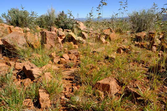 Image of Eragrostis nindensis Ficalho & Hiern