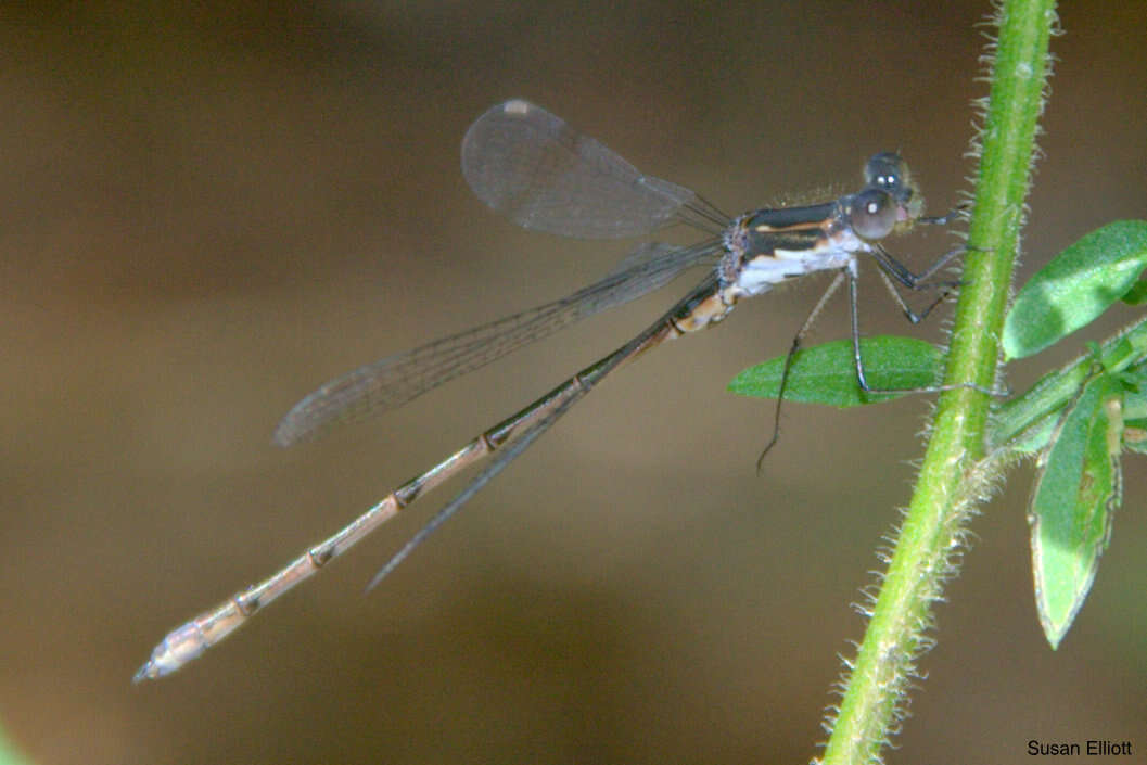 Image of Spotted Spreadwing