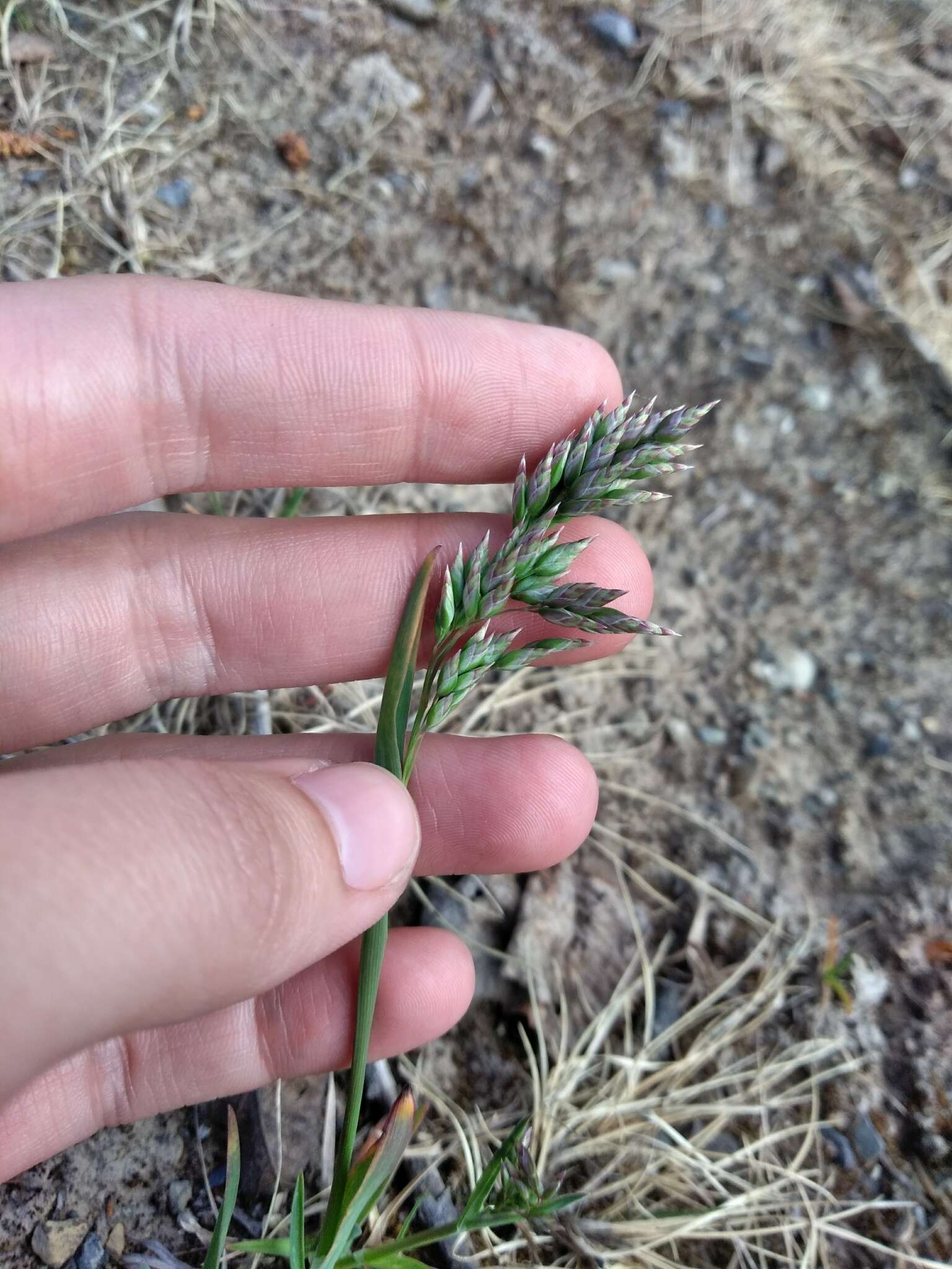 Image of alpine bluegrass