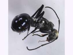 صورة Polyrhachis turneri Forel 1895