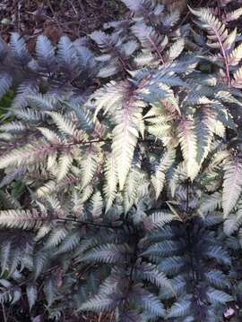 Image de Athyrium niponicum (Mett) Hance