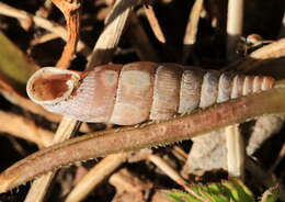 Imagem de Clausilia pumila C. Pfeiffer 1828