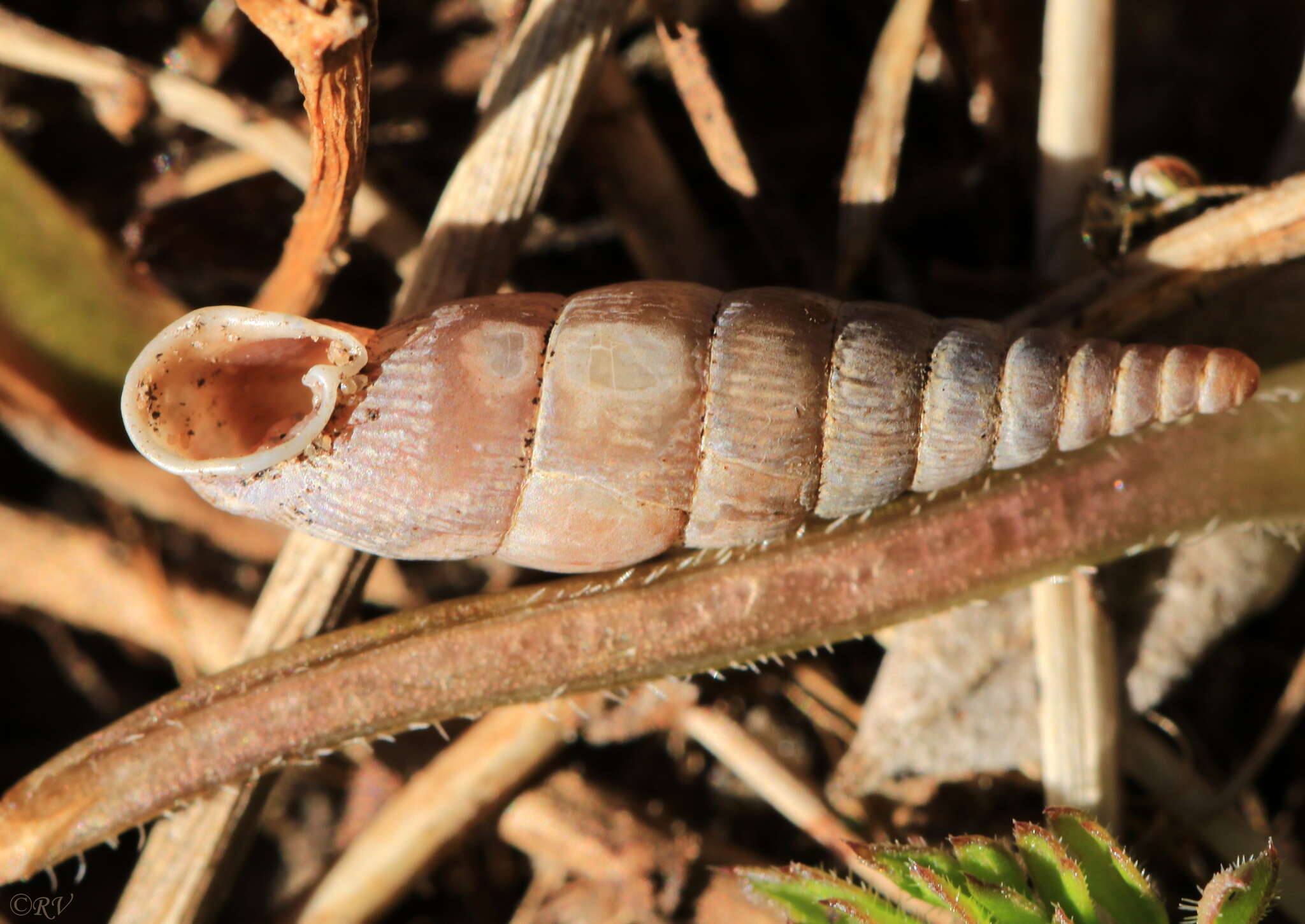 Imagem de Clausilia pumila C. Pfeiffer 1828