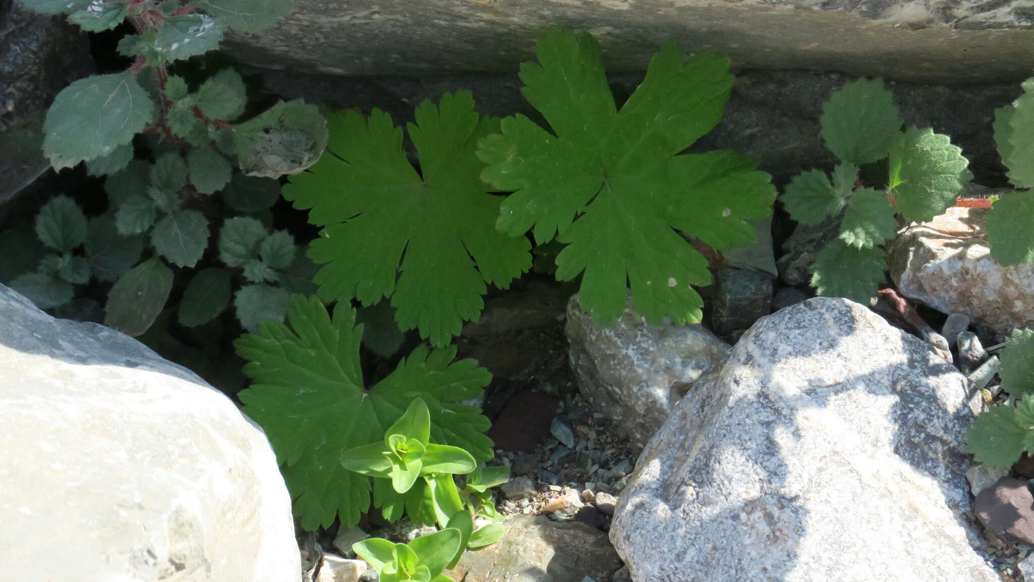 Image of Geranium mascatense Boiss.