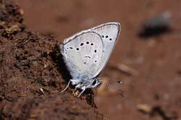 صورة Glaucopsyche lygdamus arizonensis McDunnough 1936