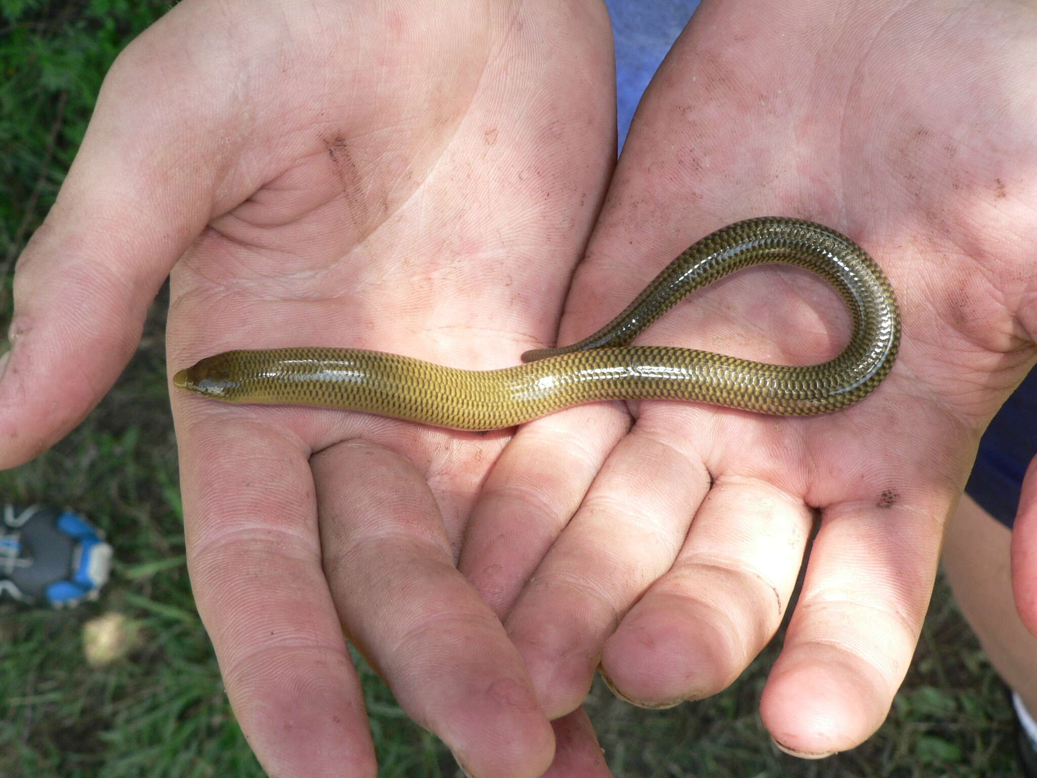 Image of Slendertail Lance Skink