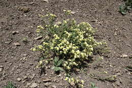 Image of Nonea alpestris (Stev.) G. Don fil.