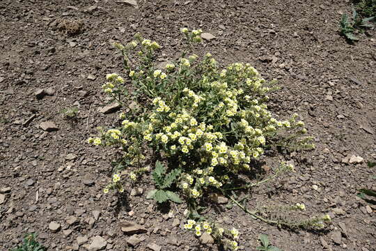 Image of Nonea alpestris (Stev.) G. Don fil.