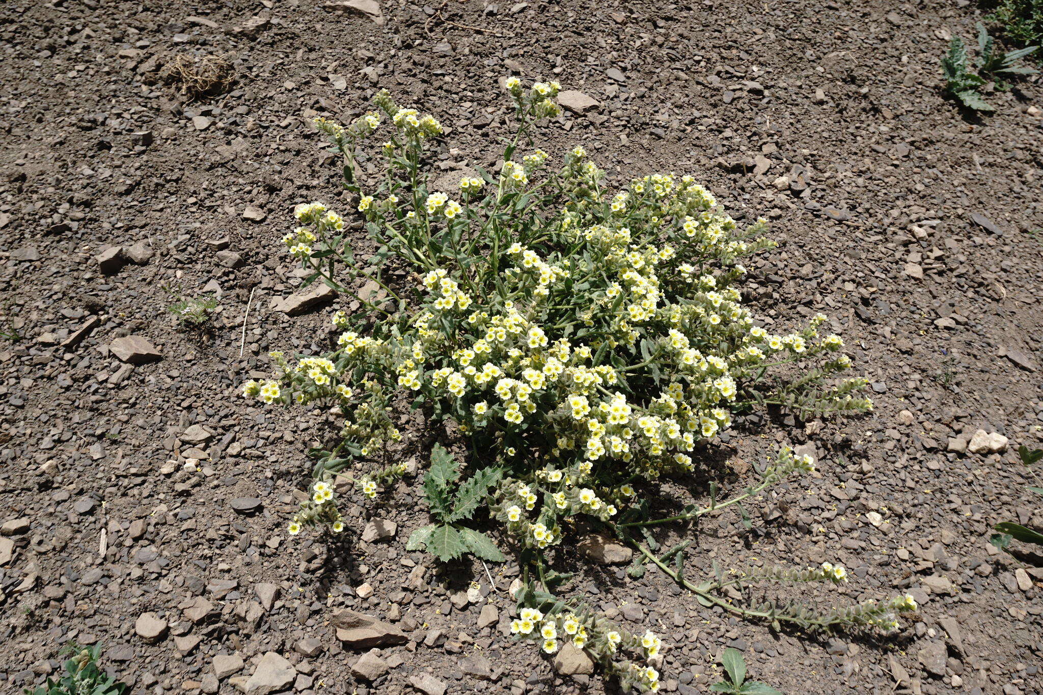 Image of Nonea alpestris (Stev.) G. Don fil.