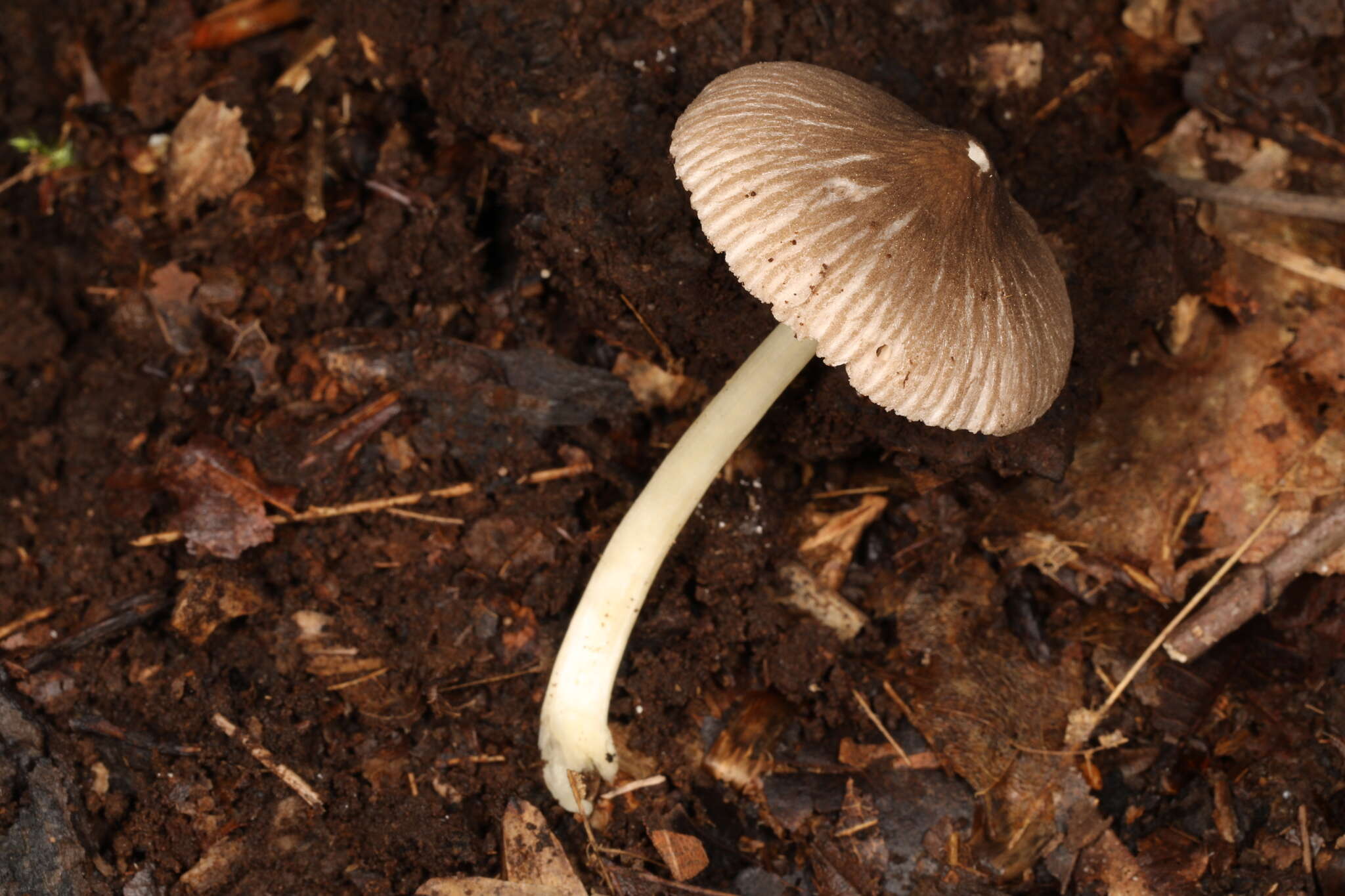 Image of Pluteus deceptivus Minnis & Sundb. 2010