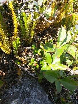 Image of northern mountain cranberry