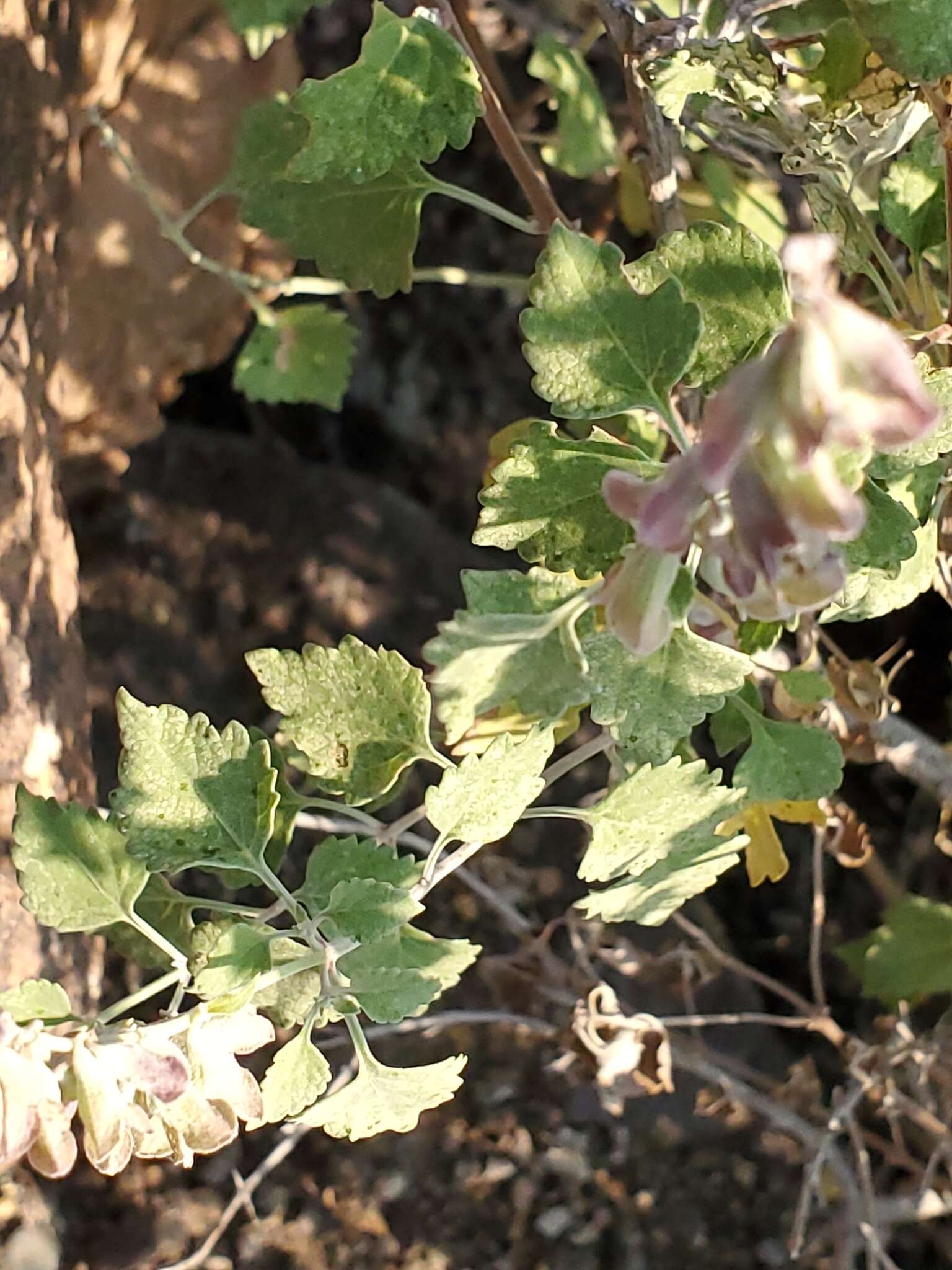 Image of rock sage