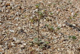 Image de Eriogonum deflexum Torr.