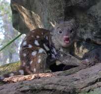 Image of quoll